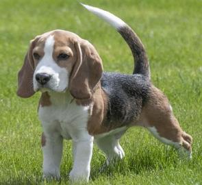 Cachorro da raça Beagle na grama