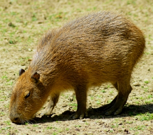 Foto de uma capivara adulta