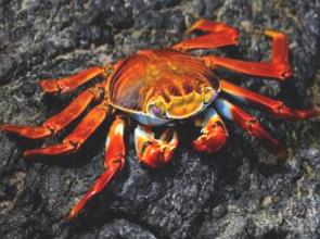 Fotografia de um caranguejo vermelho