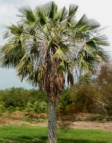 Palmeira Carnaúba
