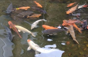 Fotos de peixes de cor branca, laranja e cinza num pequeno lago ornamental