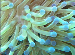 Anêmonas-do-mar, exemplo de animal celenterado