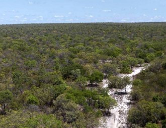 Foto de uma regi&atilde;o de cerrado no estado da Bahia