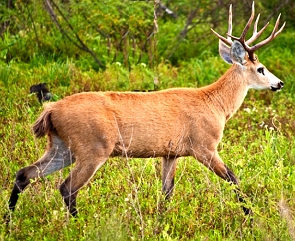 Foto de um cervo do pantanal adulto numa regi&atilde;o de mata