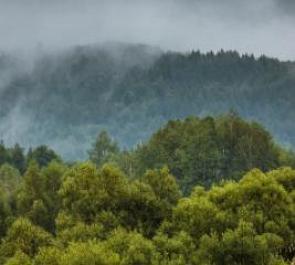 Tempo de chuva na floresta amaz&ocirc;nica