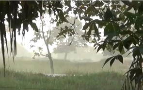 Foto da floresta amazônica