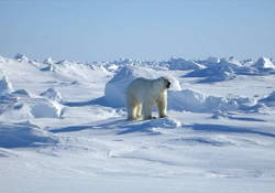 Foto de urso polar na regi&atilde;o do &Aacute;rtico com clima polar
