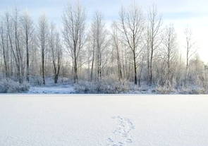 Árvores sem folhas e muita neve do clima polar