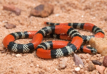 Cobra-coral