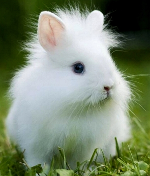 Foto de um coelho da ra&ccedil;a Lionheada, todo branco com pelagem longa