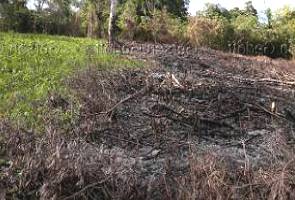 Coivara, queimada de vegetação para a agricultura