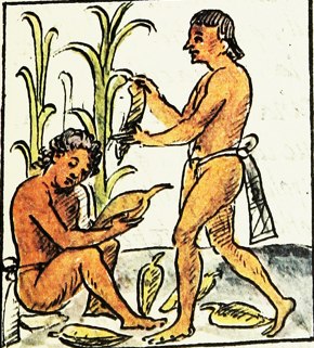 Imagem do s&eacute;culo XVI mostrando agricultores astecas colhendo milho.