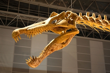 Foto de um cr&acirc;nio de dinossauro mostrando tamb&eacute;m dentes e parte da coluna vertebral