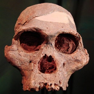 Foto de um Cr&acirc;nio de um Australopithecus Africanus
