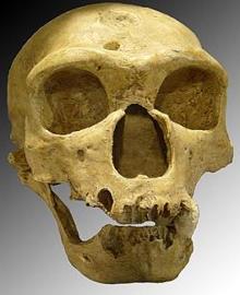 Crânio de um Neandertal