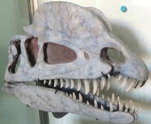 Crânio reconstruído de um Dilofossauro