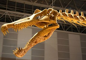 Foto de um crânio de dinossauro mostrando também dentes e parte da coluna vertebral
