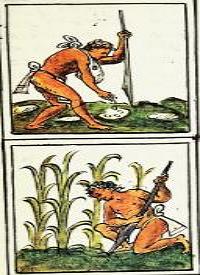 Pintura mostrando o cultivo de milho entre os astecas