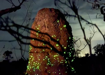 cupinzeiros com pontos de bioluminesc&ecirc;ncia no Parque Nacional das Emas, em Goi&aacute;s. O brilho &eacute; produzido por larvas do besouro Pyrearinus termitilluminans, que vivem em pequenos t&uacute;neis nos cupinzeiros e utilizam a luz para atrair insetos.