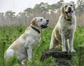 Foto de dois cachorros da raça labrador
