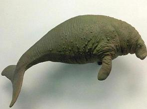Dugongo de Steller, animal extinto