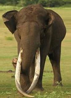Foto de um elefante-asi&aacute;tico