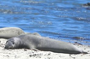 Foto de um elefante-marinho na praia do Oceano Antártico