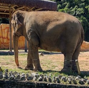 Foto de um elefante grande e marrom num zool&oacute;gico