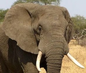 Cabe&ccedil;a de um elefante com as presas de marfim