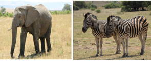 Foto de um elefante africano e duas zebras