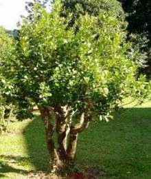 Erva-mate árvore