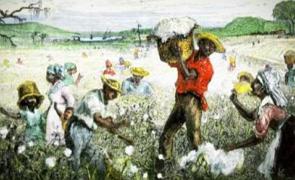 Pintura mostrando escravizados trabalhando na colheita do algodão