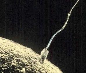 Imagem de microscópio mostrando um espermatozoide tentando penetrar em um óvulo