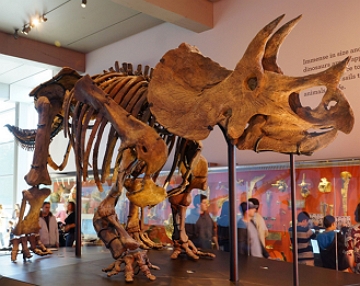 Esqueleto de um triceratops num museu dos EUA