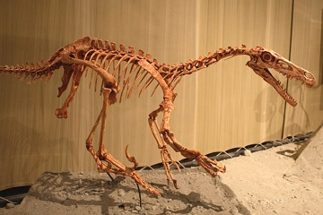 imagem de um esqueleto do dinossauro velociraptor