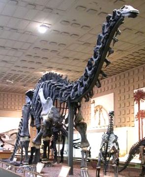 Esqueleto de um brontossauro