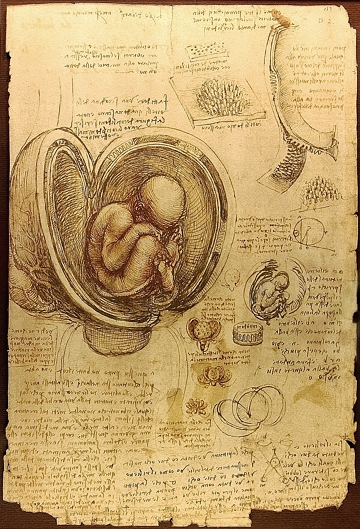 Estudo de embri&otilde;es de Leonardo da Vinci