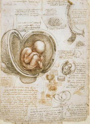 Estudo de Embri&otilde;es de Leonardo da Vinci