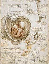 Estudo de embriões de Leonardo da Vinci