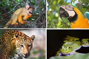 Espécies animais da Amazônia