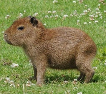 Foto de um filhote de Capivara