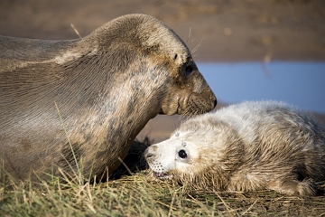 Filhote de foca com a m&atilde;e