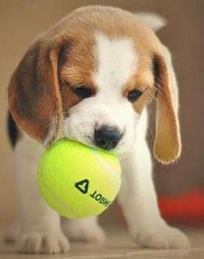 Filhote de cão da raça Beagle com uma bola de tênis na boca