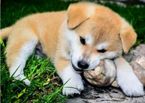 Filhote de cão da raça Akita roendo um osso