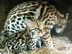 Foto de um filhote de jaguatirica com a mãe