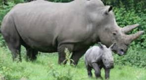 Foto de um filhote de rinoceronte com a mãe