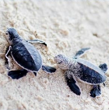 Filhotes de Tartarugas-marinhas na areia do mar