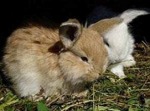 Foto com dois filhotes de coelho, um marrom e outro branco