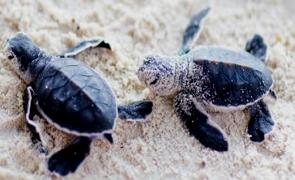 Filhotes de Tartarugas-marinhas na areia do mar