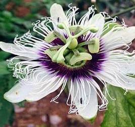 Flor de maracujá